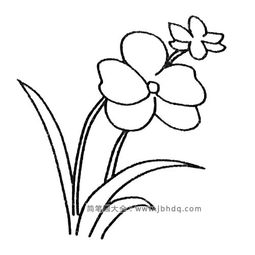  兰花图片简笔画，简单可爱的兰花图片简笔画--第1张