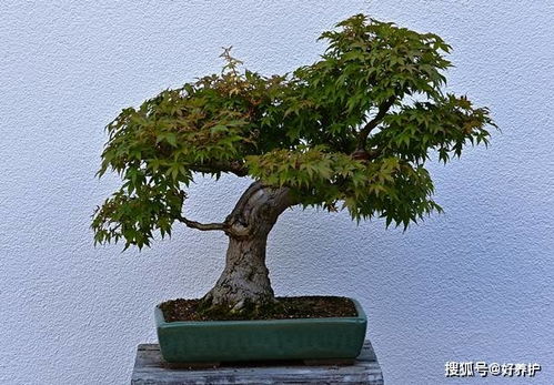  中国最值钱的十大盆景树种，中国最值钱的十大盆景树种，盆景艺术中的瑰宝--第1张
