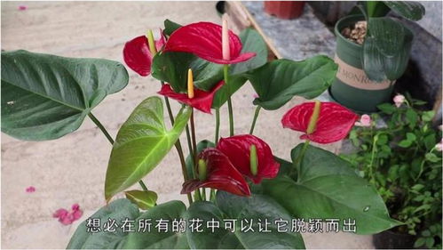  火鹤花叶子发黄怎么办--第1张