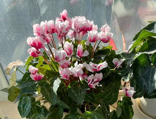  聚财镇宅花卉——客厅养什么花，聚财镇宅花卉——客厅养蝴蝶兰--第1张