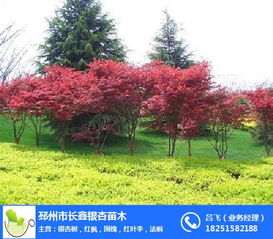  美国红枫能长多高--第1张