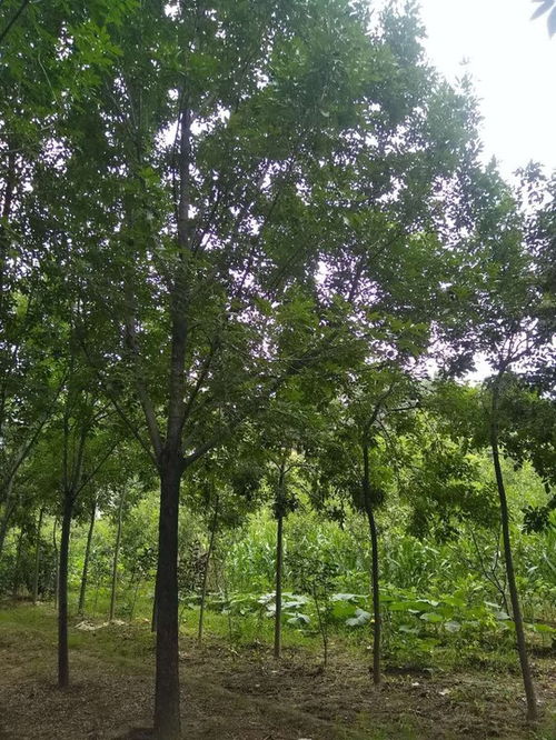 白蜡树图片大全，美丽、优雅、生命力旺盛的树种--第1张