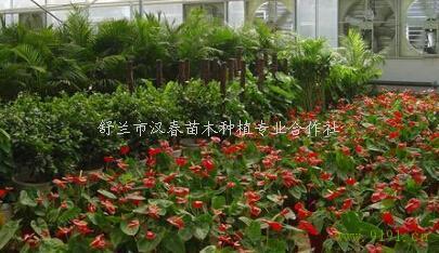  168花木网，一站式花卉苗木采购平台，让您的花卉事业更上一层楼！，1个标题，一站式花卉采购平台，168花木网，助您花卉事业更上一层楼--第1张