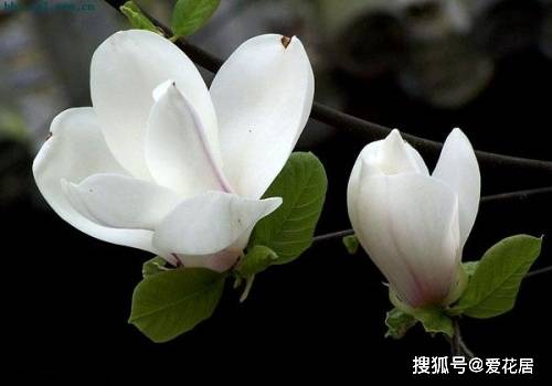  玉兰花语及寓意，玉兰花的寓意和花语，高洁、真挚、纯洁、高尚。--第1张