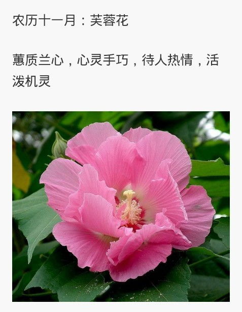  365天生日花及花语--第1张