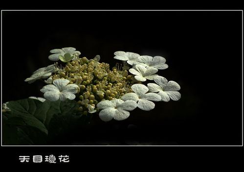  天目琼花冠幅的魅力，天目琼花之冠幅之美--第1张