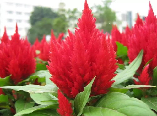  常见100种花卉
