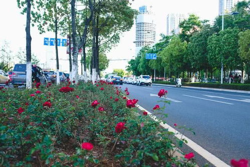  昆明鲜花订购，浪漫之都的美丽之选--第1张