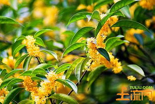  月桂树和桂花树一样吗，月桂树和桂花树是否一样，取决于它们的种类和特征。--第1张