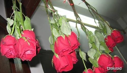  玫瑰花制作干花的艺术，玫瑰花制作干花的简单艺术--第1张