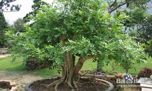  九里香盆景的养殖方法--第1张