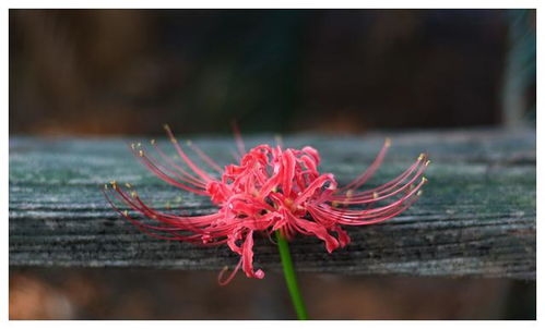  彼岸花的花语是什么？可以养家里吗？--第1张