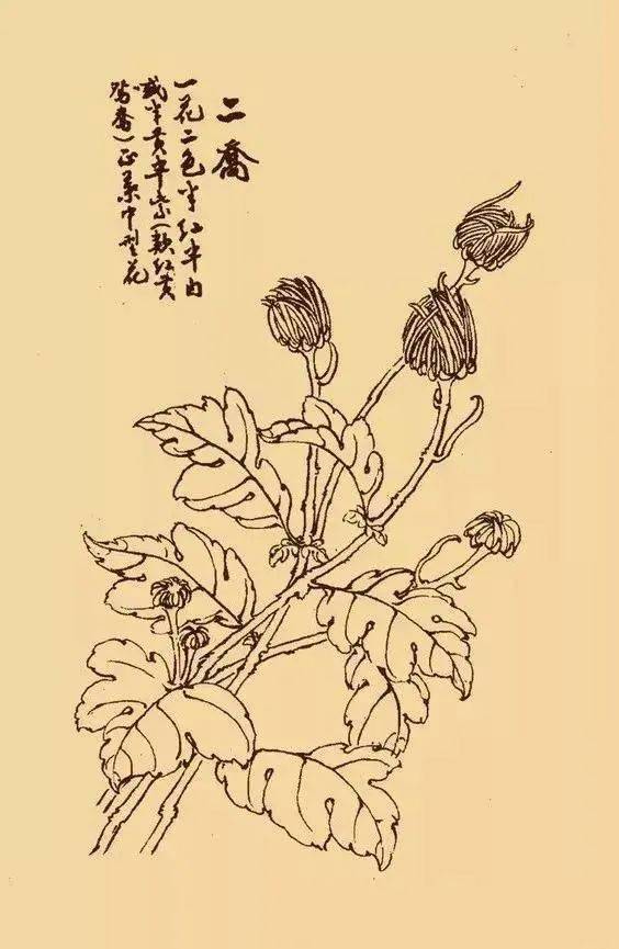  花中四君子是指梅、兰、竹、菊，花中四君子，梅、兰、竹、菊的文化象征意义--第1张