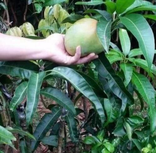  重阳木果实可食用吗--第1张