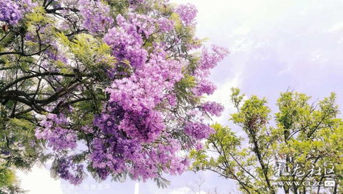  蓝楹花之语——美丽与永恒的象征--第1张