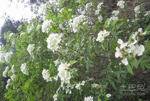  七里香花的养殖方法--第1张