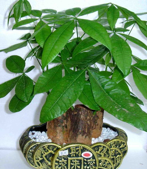  橡皮树的寓意与风水——家居绿植的吉祥之选--第1张