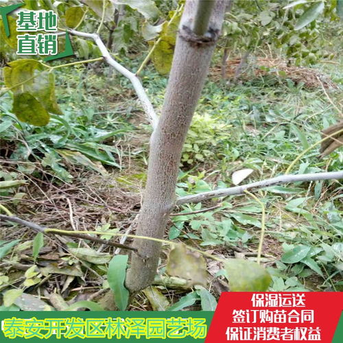  结香树多少钱一棵--第1张