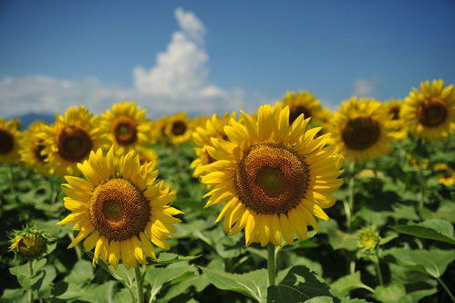  太阳花简介，太阳花的花语，希望、生机盎然、生机勃勃、明艳动人--第1张
