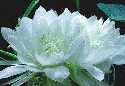 一百种花的花语--第1张