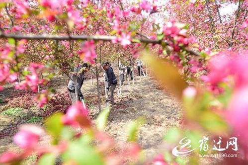  海棠花市入口在哪--第1张