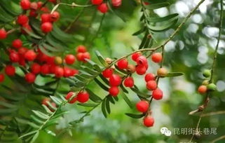  红豆杉图片，自然界的奇迹与珍贵的保护--第1张