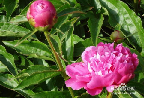  芍药花与牡丹花的区别--第1张