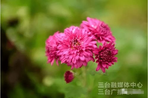 菊花图片，绽放的秋日之美--第1张