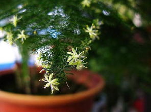  文竹开花后会死掉吗--第1张