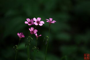  红花三叶草，自然界的奇迹，红花三叶草，大自然的奇迹之花--第1张