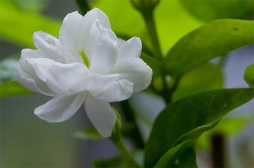  茉莉花的花语，茉莉花的花语，质朴、尊敬、清纯、贞洁、纯洁。--第1张