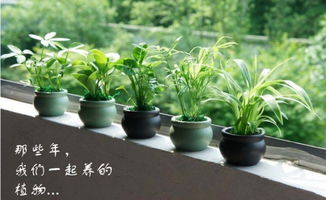  西安绿植批发市场，绿色生活的选择--第1张