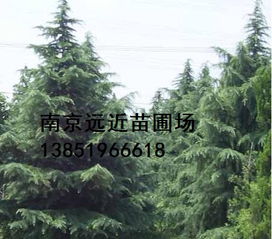  5米雪松市场价多少？一文带你了解价格行情！，5米雪松市场价，价格行情一览--第1张