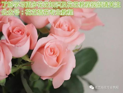  男生送白玫瑰算表白吗--第1张