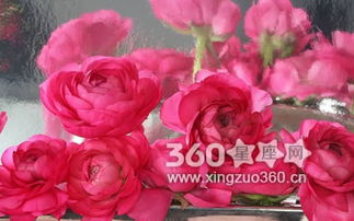  红玫瑰的花语与寓意是什么，红玫瑰的花语与寓意，热情如火，热恋，希望与你泛起激情的爱。--第1张
