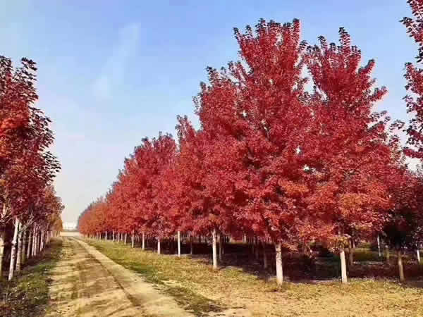  美国红枫18公分价格，影响因子的深度解析，美国红枫价格影响因素深度解析，从18公分谈起--第1张
