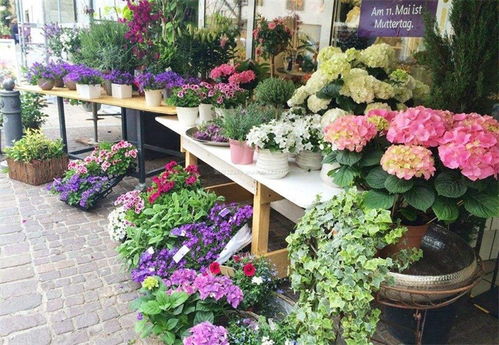 花店一般有什么花，花店一般有的花有玫瑰、康乃馨、百合、郁金香、马蹄莲、向日葵、满天星等。--第1张