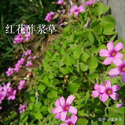  好听的花名字，那些美丽又富有诗意的花名字--第1张