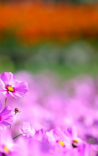  鲜花图片唯美高清大图——感受自然之美--第1张