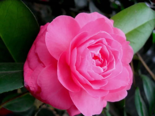  中国十大最香的花排名，中国十大最香的花排名，兰花、桂花、夜来香、栀子花、百合花、风信子、薰衣草、蔷薇花、梅花和茉莉花。--第1张
