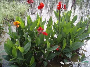  花叶美人蕉是不是水生植物--第1张