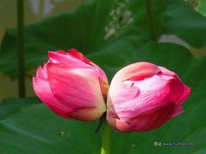  双生并蒂莲的花语，双生并蒂莲的花语，高洁爱与诚、永恒与纯洁、幸运与快乐、坚韧不拔、兄弟情深。--第1张