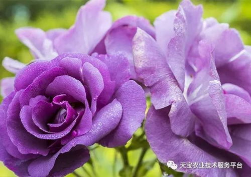  玫瑰花种类图片大赏--第1张
