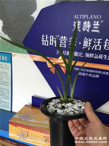  如何加入鲜花网络平台--第1张