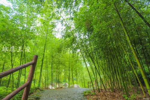  八月桂花香，浓郁如醉人的梦幻仙境--第1张