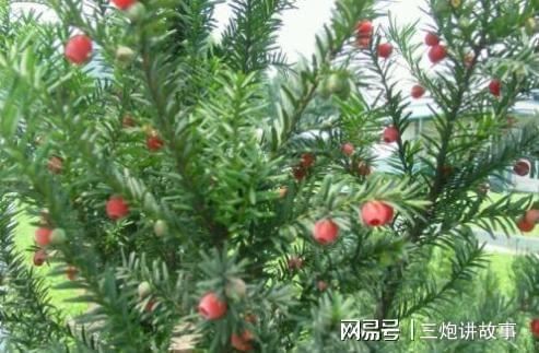  红豆杉盆栽养殖方法--第1张