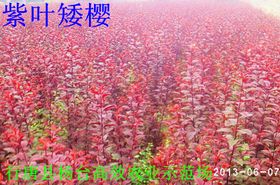  紫叶矮樱小苗价格，影响购买决策的关键因素--第1张