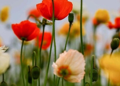  虞美人的花语--第1张