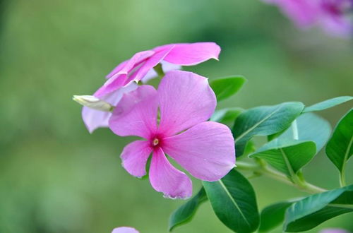  长春花有毒吗家里养可以吗，长春花有毒，家里可以养长春花。--第1张