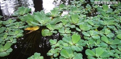  水生植物有哪几种类型--第1张